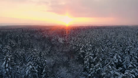 aerial view on the forest hills during winter sunset. crowns of coniferous trees are lighted up by a bright setting sun.