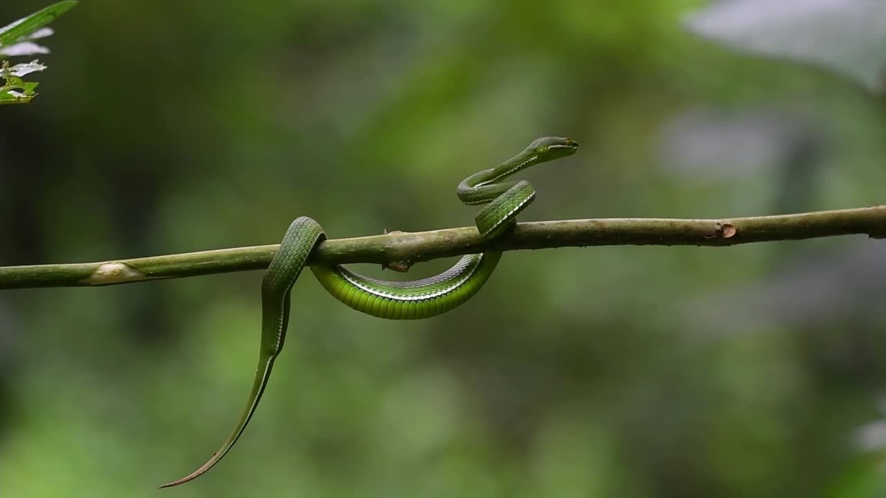 víbora de labios blancos, trimeresurus albolabris, parque nacional kaeng krachan, patrimonio mundial de la unesco, tailandia