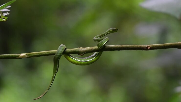 Weißlippen-Bambusotter, Trimeresurus albolabris, Nationalpark Kaeng Krachan, UNESCO-Welterbe, Thailand.