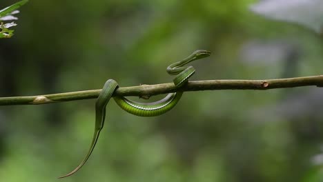 white-lipped pit viper, trimeresurus albolabris, kaeng krachan national park, unesco world heritage, thailand