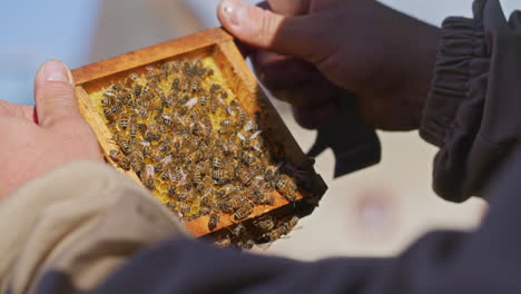 beekeeper holds honeycomb with bees