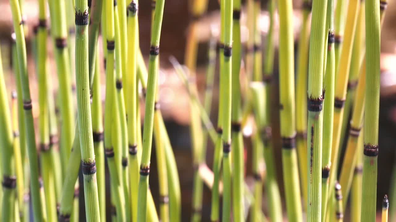 南部的巨型马尾 (equisetum giganteum) 的近景