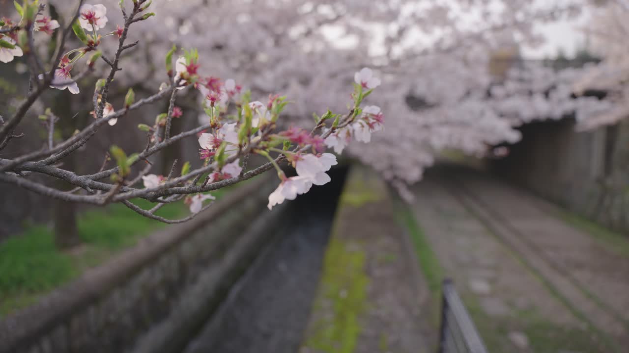 flores de cerezo sobre la pendiente de keage, foto de revelación del estante de enfoque, kyoto, japón