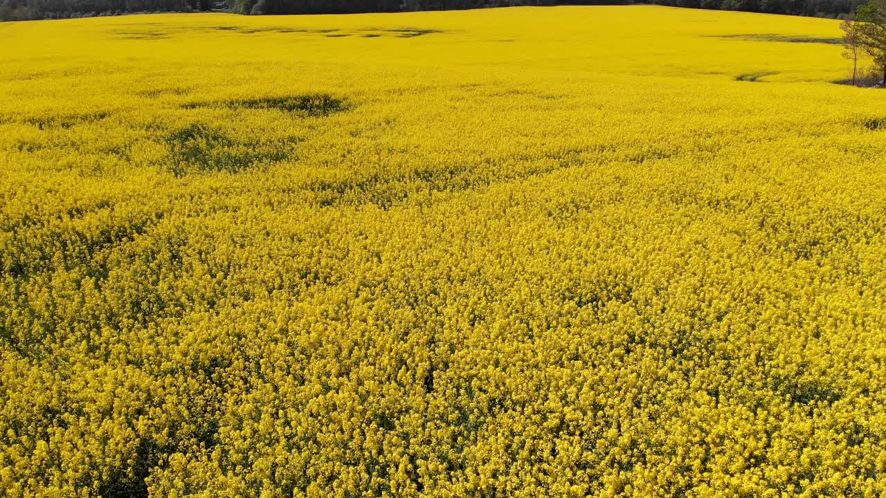 цветущие цветы рапса