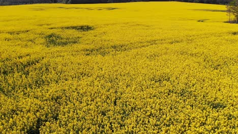 Blühende-Rapsblüten