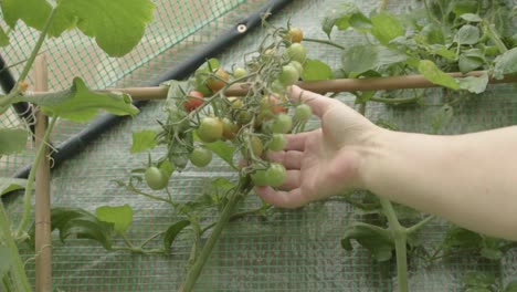 Gardener-inspecting-crop-of-cherry-tomatoes-growing-on-the-vine-in-a-greenhouse