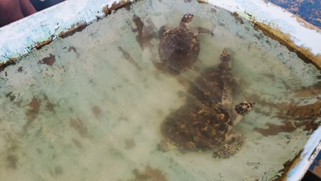 Tres-Tortugas-Marinas-Dentro-Del-Tanque-De-Agua-De-Mar-Esperando-La-Libertad,-Reserva-Marina-De-Vida-Silvestre-Los-Roques