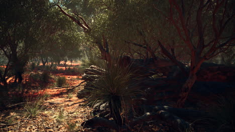 red sand bush with trees