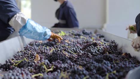 two people removing unfit red grapes and leaves from a sorting table, wine process, slow-motion camera