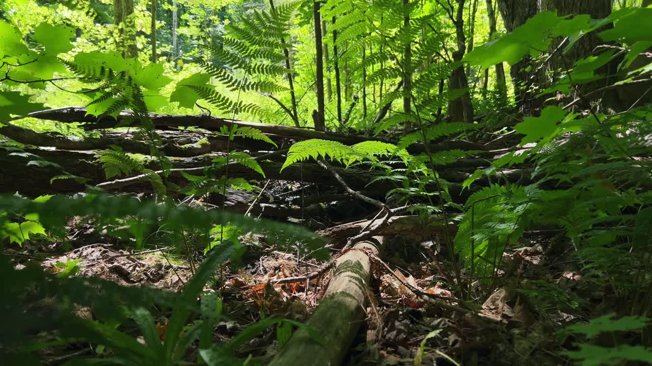 vista tranquilizadora desde el suelo del bosque remoto en el otoño de helechos verdes balanceándose en la brisa
