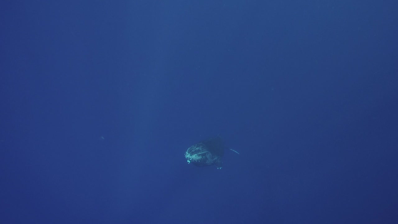 어린 혹등고래는 타히티 섬, 남태평양, 프랑스령 폴리네시아 주변의 깊고 푸른 맑은 물에서 접근합니다