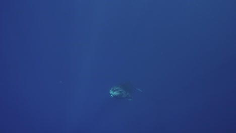 Young-humpback-whale-approaches-from-the-deep-blue,-clear-water-around-the-island-of-Tahiti,-south-Pacific,-French-Polynesia