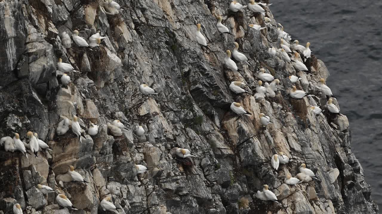 Slow motion view of Northern gannets (Morus bassanus) nesting on cliff in Northern Norway. Adults and chicks sit close together as a few birds fly nearby