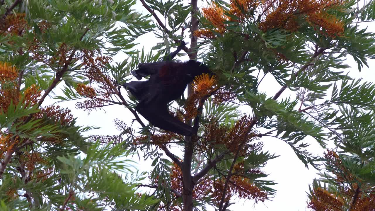 Primo piano di una volpe volante nera (Pteropus alecto) appesa a testa in giù a un albero di quercia argentata, intenta a nutrirsi del nettare dei fiori