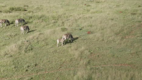 drone aerial footage of a zebra family on green grassed savannah with a zebra baby