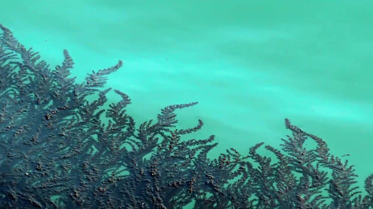 Una leggera increspatura si muove sulla superficie dell'acqua turchese sopra alghe sommerse
