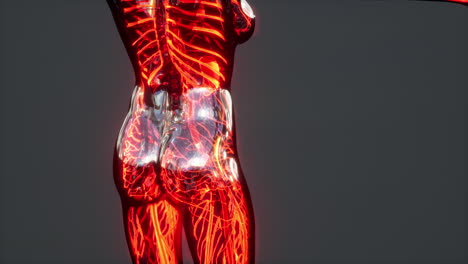 análisis de exploración de la anatomía humana que muestra la circulación sanguínea