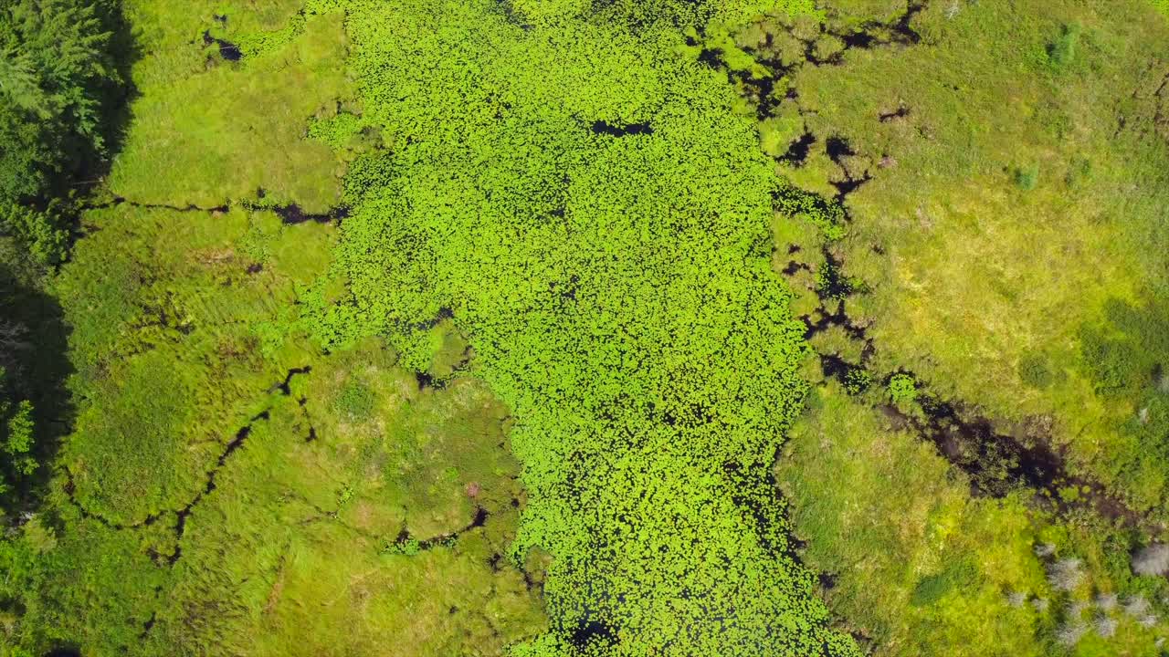 fotografía aérea del lago de musgo verde en el norte del estado de nueva york en el verano