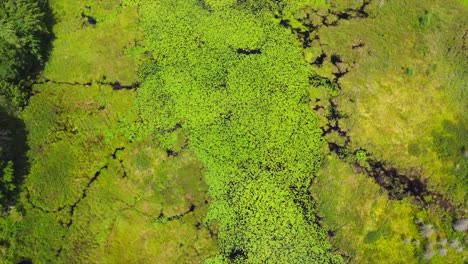 Luftaufnahme-Des-Grünen,-Moosigen-Sees-Im-Bundesstaat-New-York-Im-Sommer