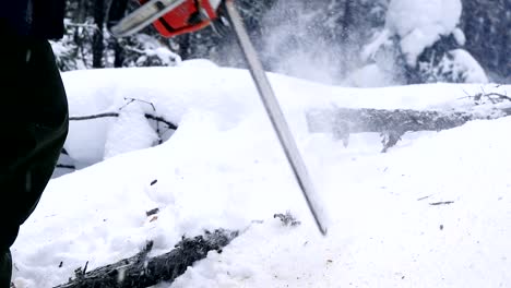 a man cuts a small tree with a chain saw during a cold day of winter