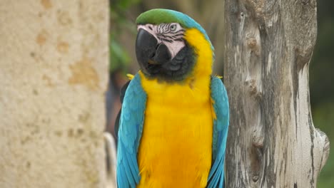 beautiful parrot sits in the wild