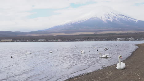 schöne weiße schwäne am yamanaka-see mit mt.