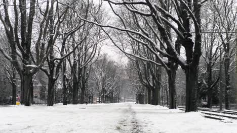 Snow-covered-trees-in-urban-winter-landscape-along-tramway-and-cars-in-Avenue-de-Tervuren-in-Brussels,-Belgium---Smooth-track-back