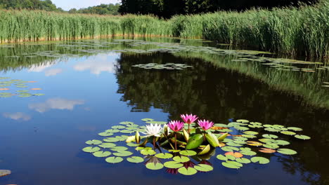 peaceful pond with water lilies