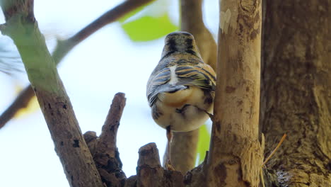 vista trasera pájaro brambling bebe agua encaramado en el tronco del árbol de otoño - primer plano