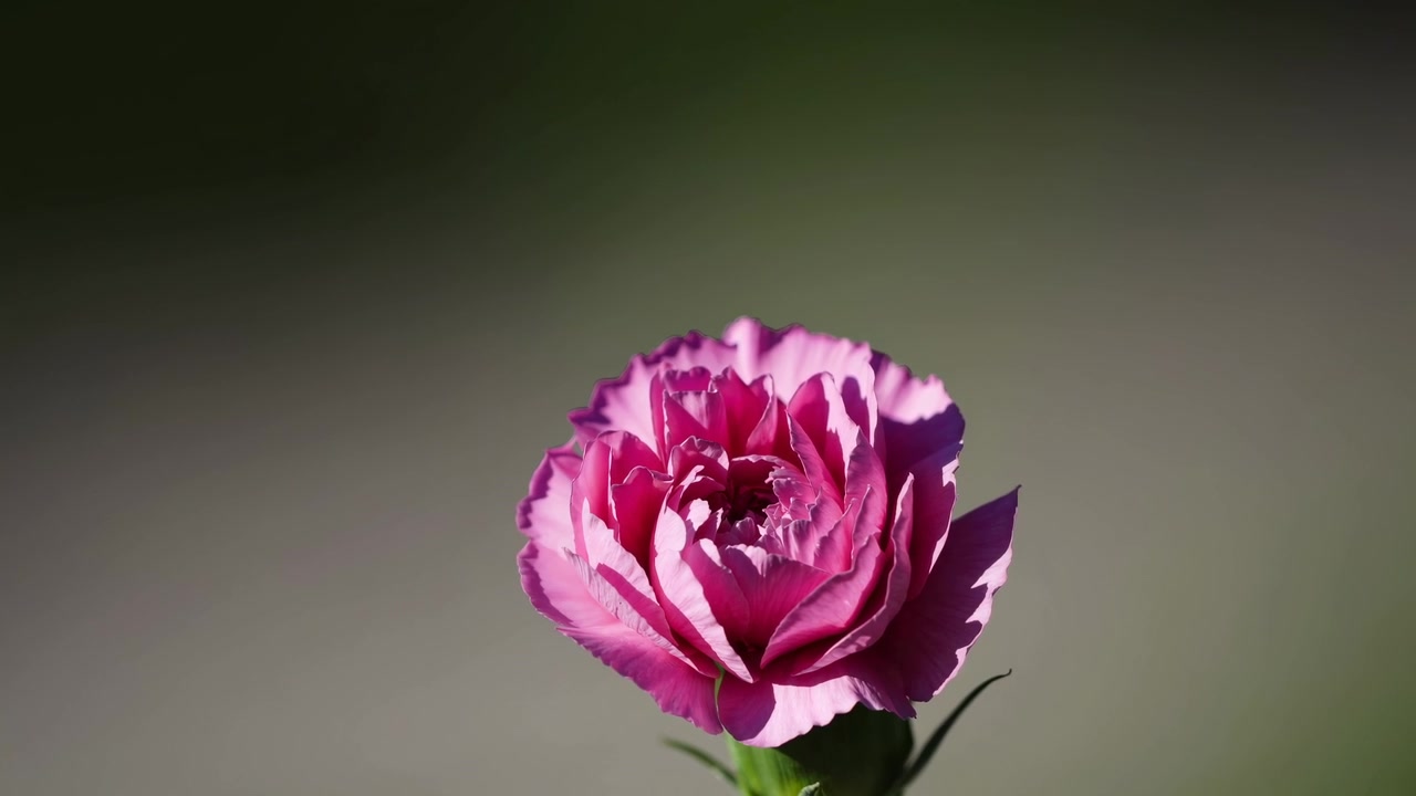 Single Pink Carnation Flower Blooming in Soft Natural Light