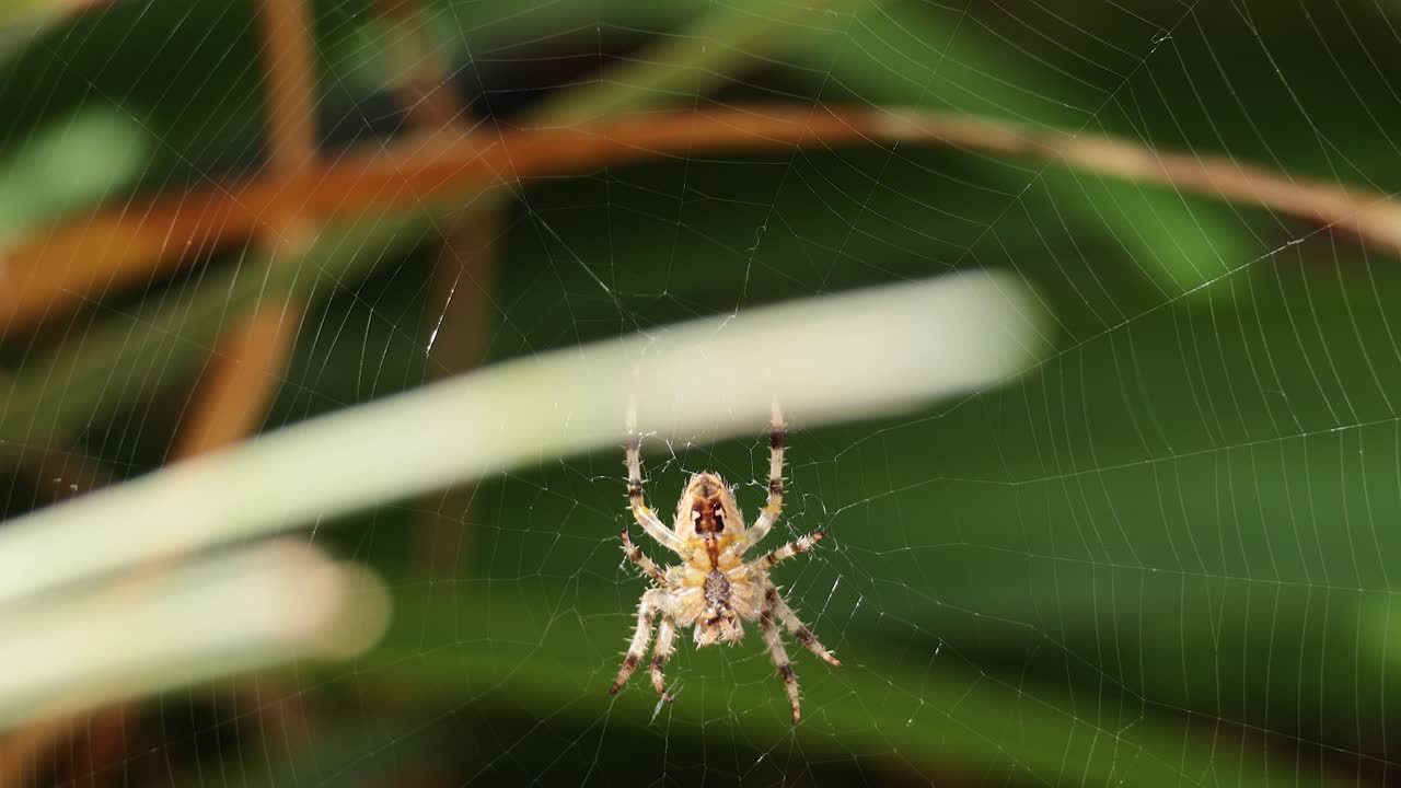 araña tejiendo una intrincada red entre las plantas del jardín