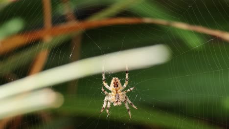 spider weaving intricate web among garden plants