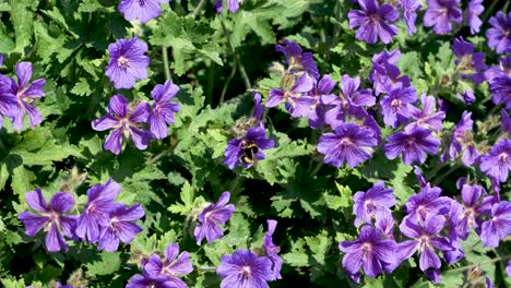 bee seeing nectar from purple wild geranium plants