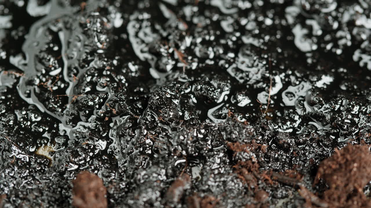 Wet Soil with Oil/Water