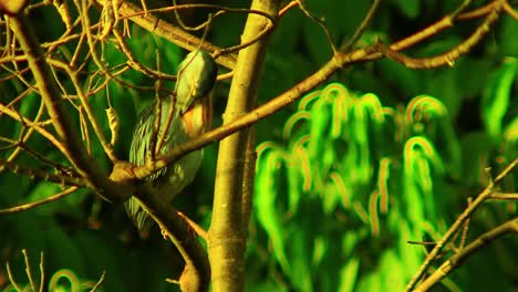 Una-Garza-Silbadora-Adulta-Acicalándose-Sus-Plumas-Bajo-El-Sol-De-La-Sabana-Brasileña