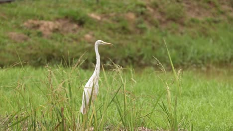 an intermediate egret stands gracefully in a vibrant grassland, showcasing its elegant posture and serene environment