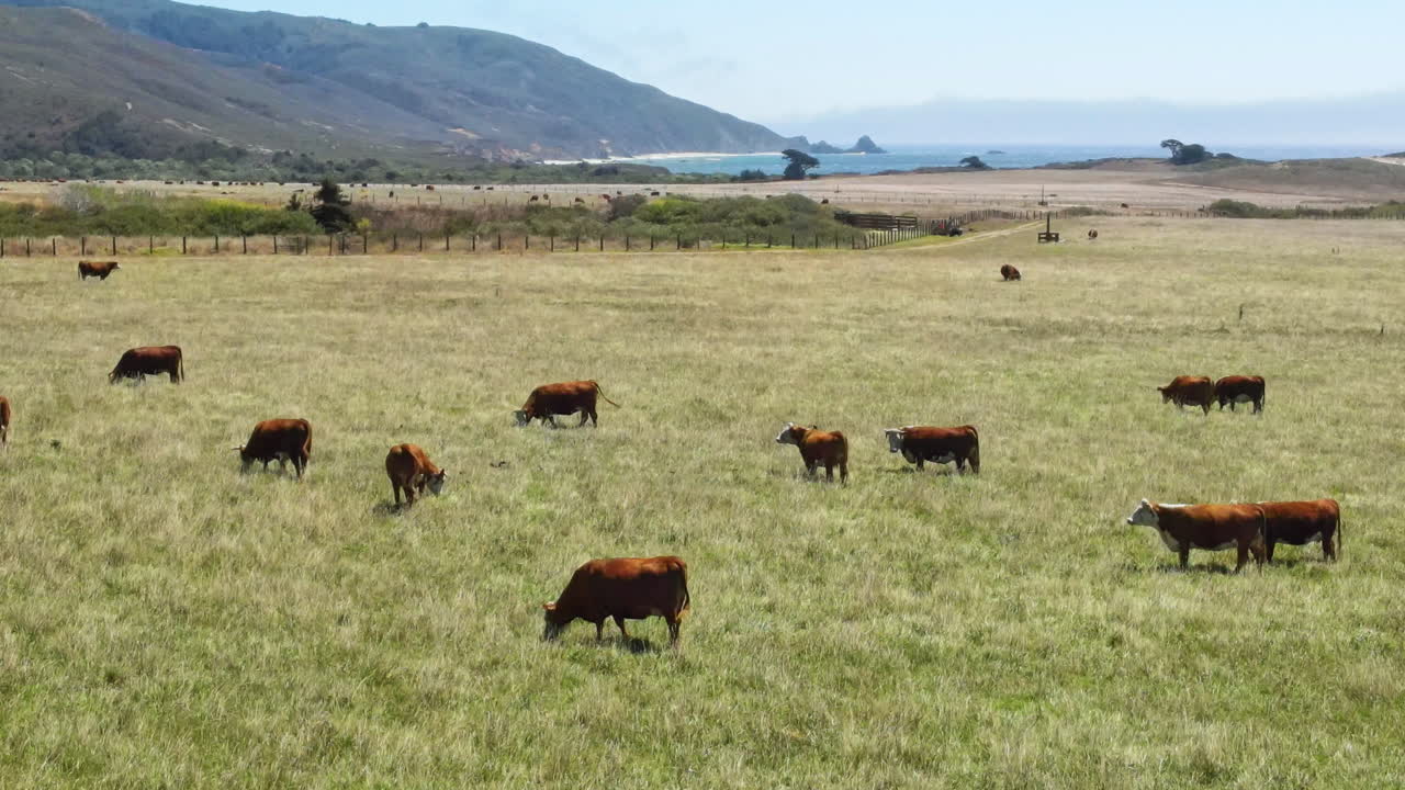 Una mandria di mucche pascola sull'erba verde rigogliosa.