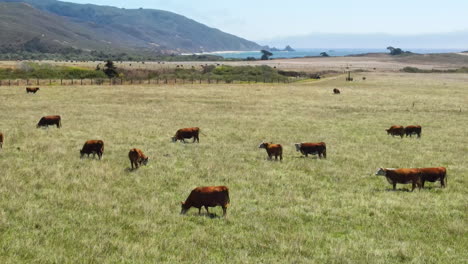 Un-Rebaño-De-Vacas-Pasta-En-La-Exuberante-Hierba-Verde