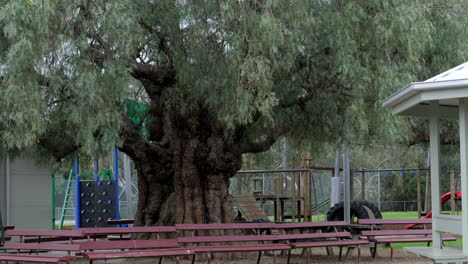 Alter-Großer-Baum-Der-Superlative-Auf-Einem-Schulhof,-Nach-Unten-Geneigt