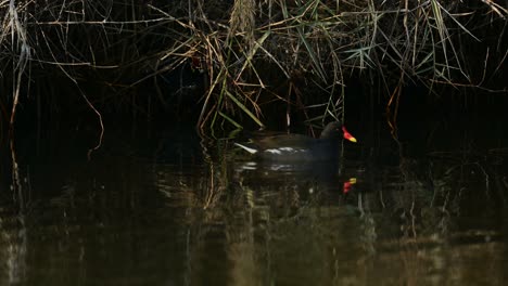 moorhen wandering around the wild bushes at the lake for food