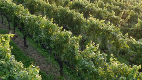 rows of grapes ready for harvest