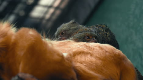 tití pigmeo bebé descansando sobre un tití león dorado, dentro de una jaula - vista estática - cebuella pygmaea - leontopithecus rosalia