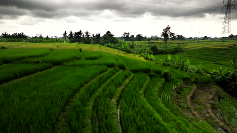 Oscuras-Nubes-De-Tormenta-Sobre-El-Campo-De-Arroz-De-Bali-En-Indonesia