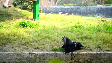 Animal-Y-Vida-Silvestre-Tradicionalmente-Se-Refiere-A-Especies-Animales-No-Domesticadas-4