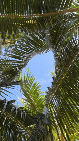 palm tree leaves against blue sky