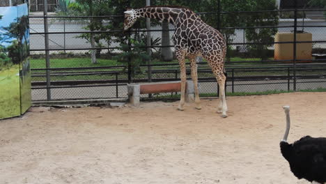 girafa marrom alta no zoológico