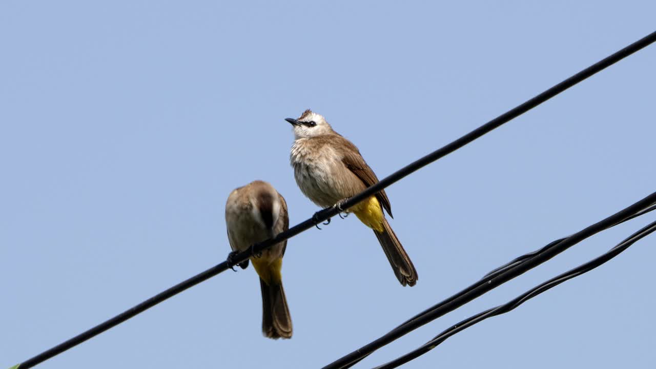 un pájaro, bulbul de ventilación amarilla, sentado en un alambre, luego otro bulbul vuela y se sienta junto a él