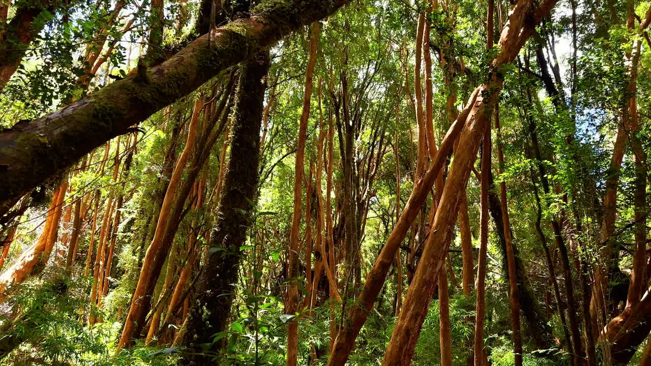 Panning Up Lush Green Trees Of Arrayanes Forest, Tepuhueico Park Chile
