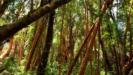el cultivo de los árboles verdes y exuberantes del bosque de arrayanes, parque tepuhueico, chile