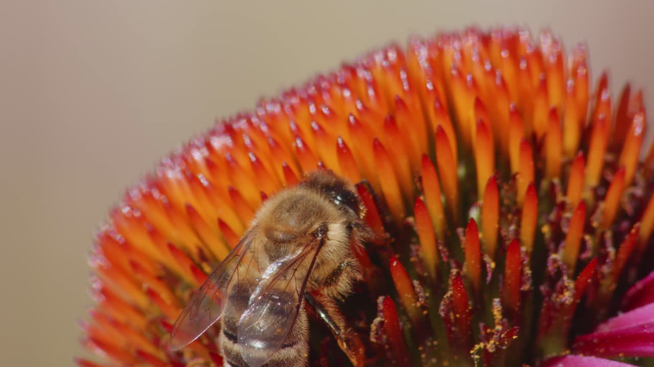vista de cerca extrema de una abeja melífera polinizando una flor y comiendo néctar
